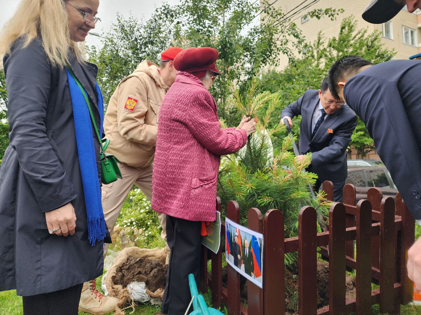 подольск, сад камней, Кедры из Кореи,