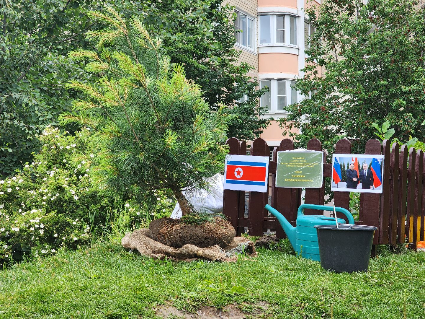 подольск, сад камней, Кедры из Кореи,