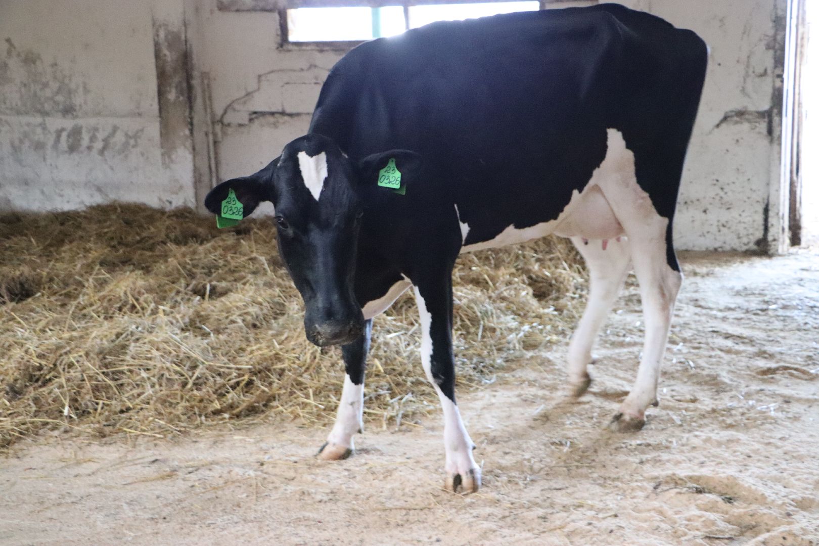 серебряные пруды, сп нива, звезды подмосковья-2025, сельское хозяйство,