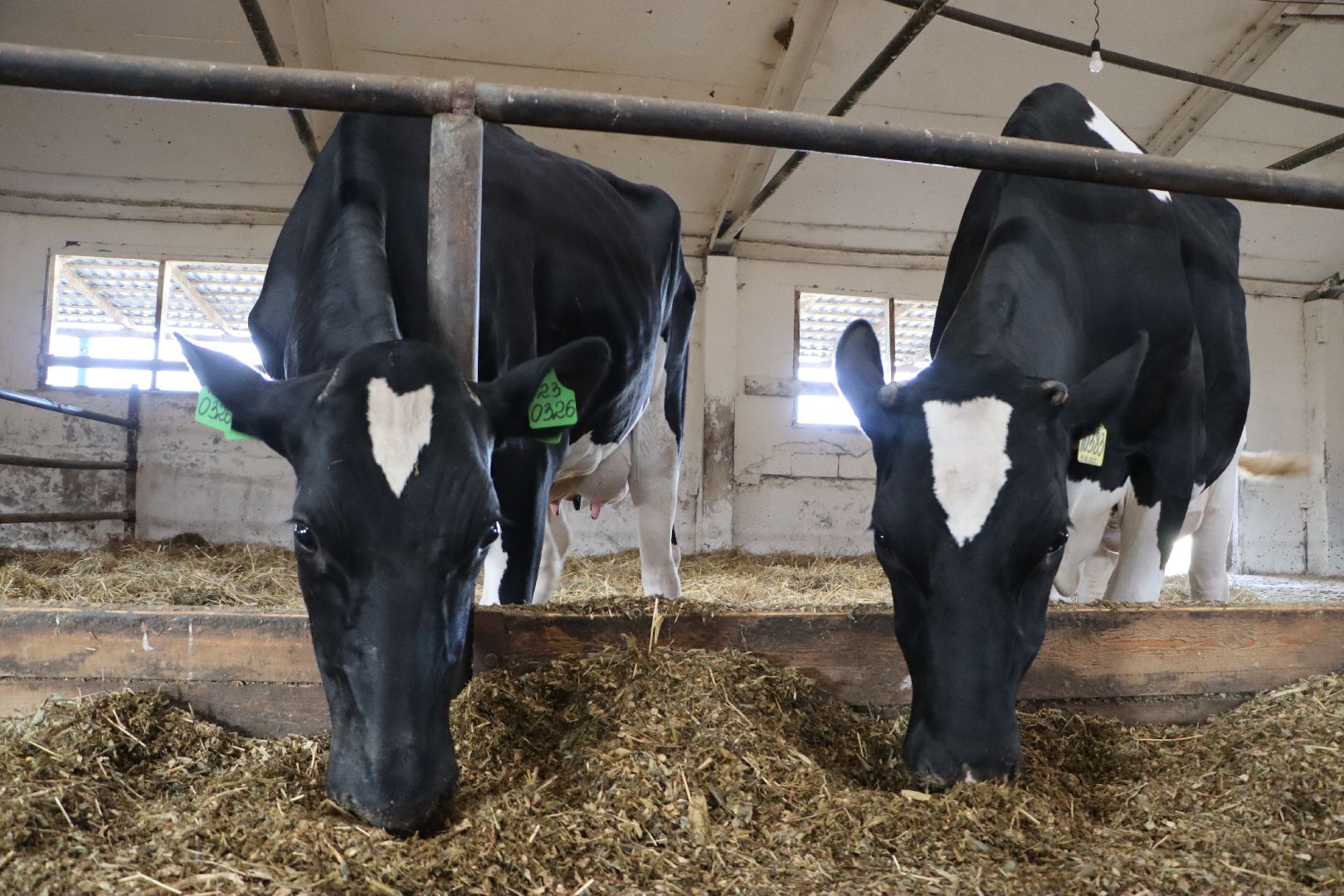 серебряные пруды, сп нива, звезды подмосковья-2025, сельское хозяйство,