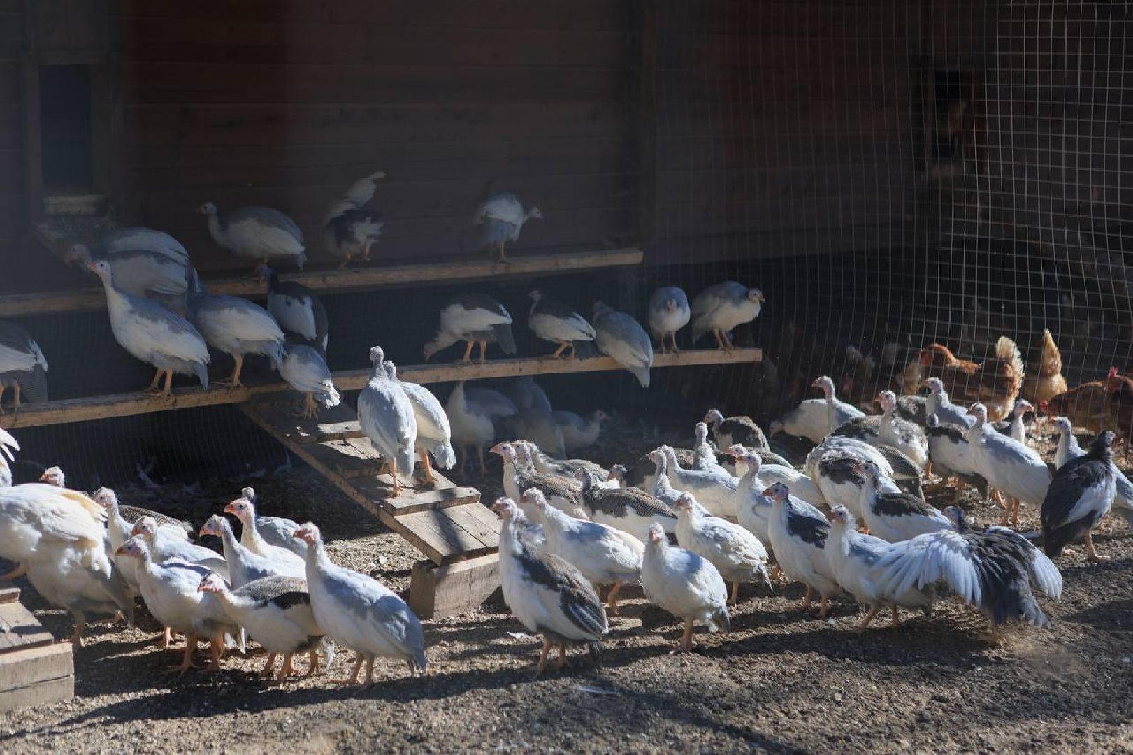вертикалки, усадьба, экоферма, экологическое хозяйство,фермерское хозяйство,пушкинский округ,фермерские продукты,сельское хозяйство,