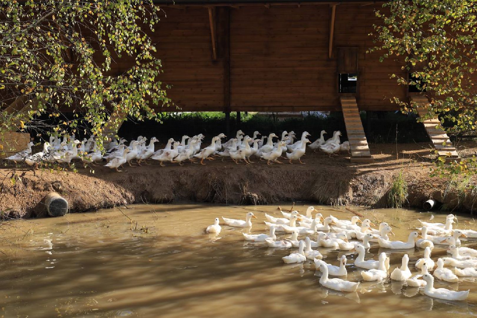 вертикалки, усадьба, экоферма, экологическое хозяйство,фермерское хозяйство,пушкинский округ,фермерские продукты,сельское хозяйство,