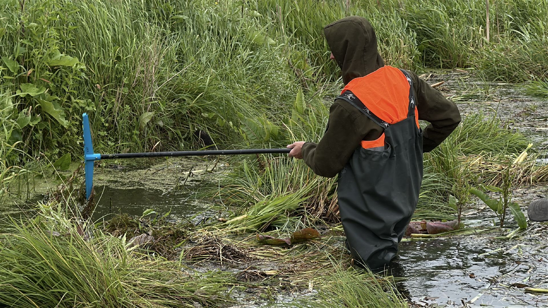 экология, 100 прудов и озер, расчистка пруда, пушкинский городской округ,