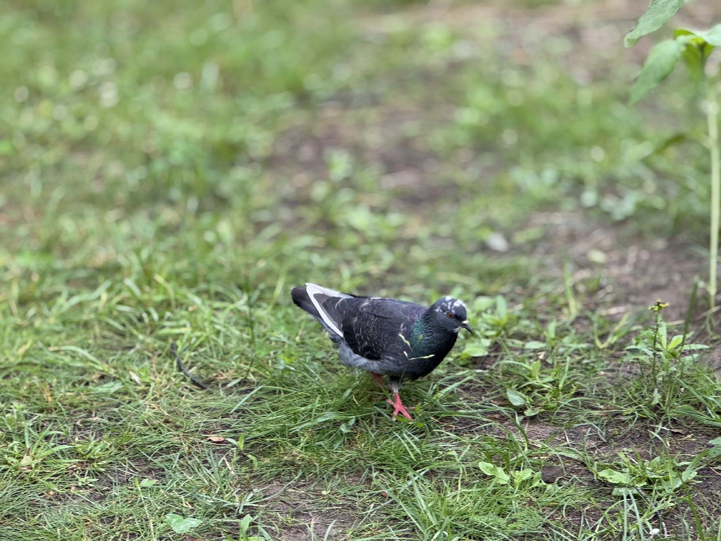 Белочка парк, Балашиха, парк Пехорка,