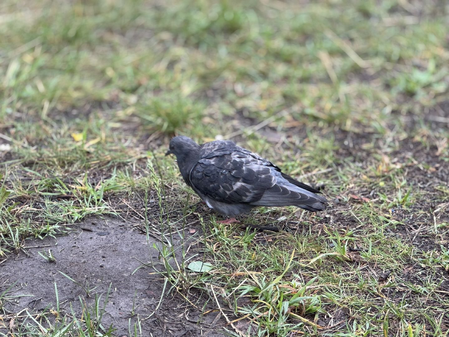Белочка парк, Балашиха, парк Пехорка,