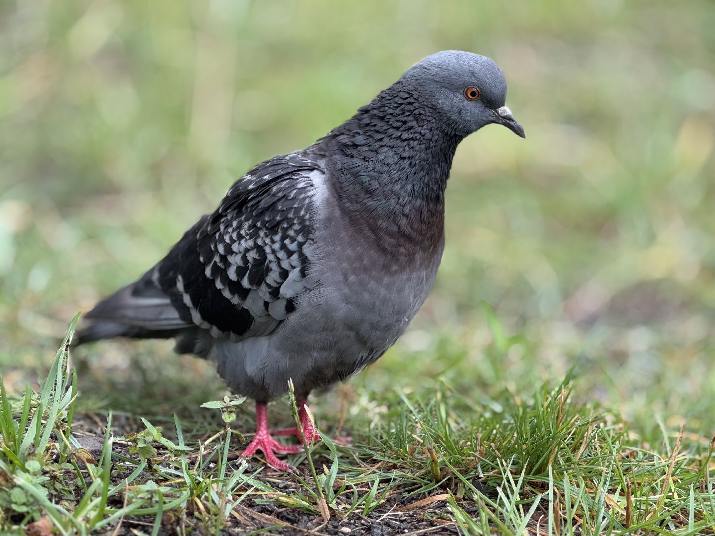 Белочка парк, Балашиха, парк Пехорка,
