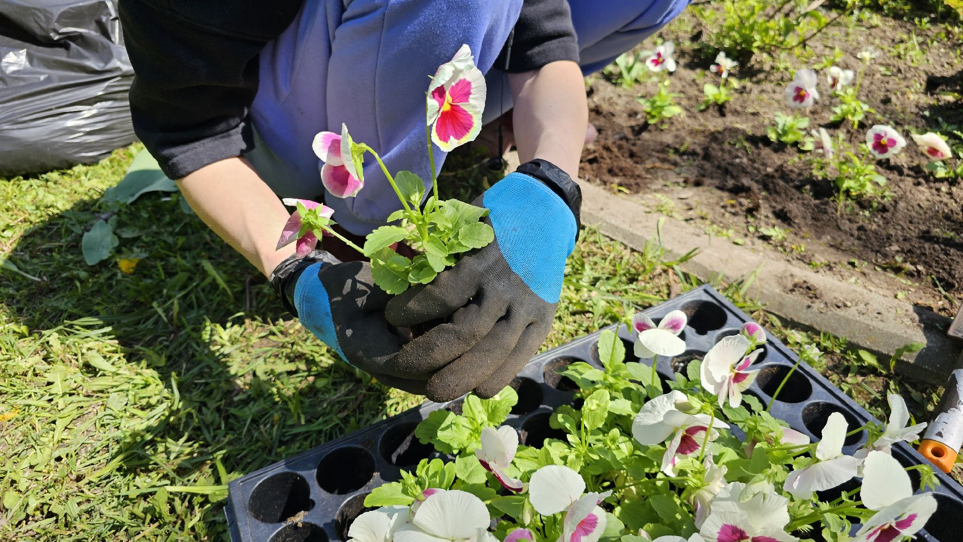 благоустройство, цветы, клумбы, 9 Мая, Дзержинский