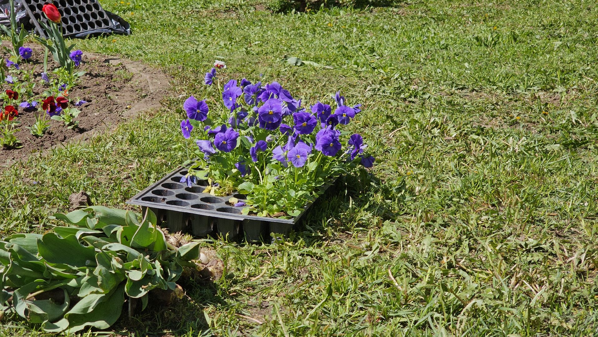 благоустройство, цветы, клумбы, 9 Мая, Дзержинский