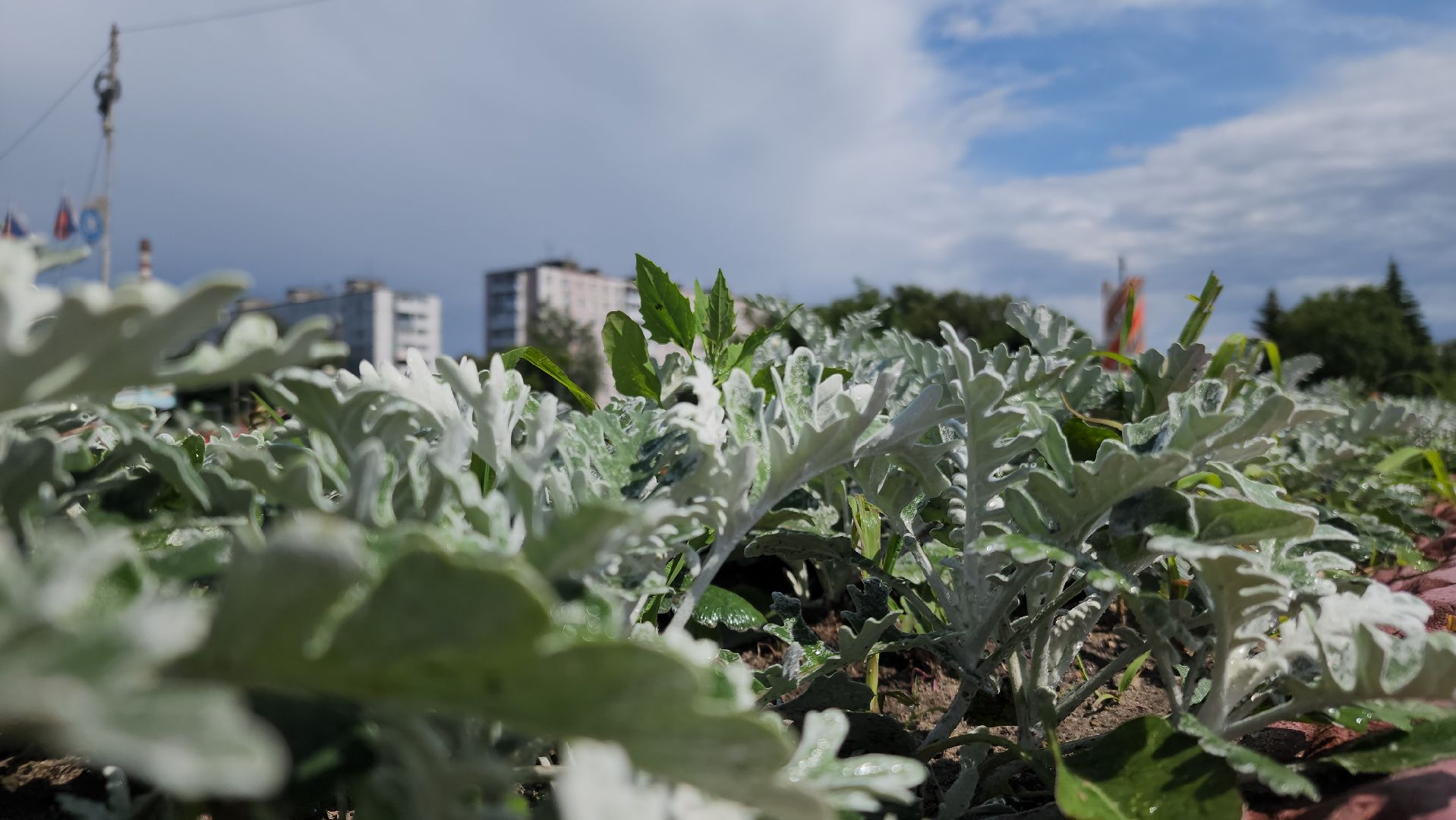 клумбы, цветы, орехово-зуевский округ, благоустройство 2025,