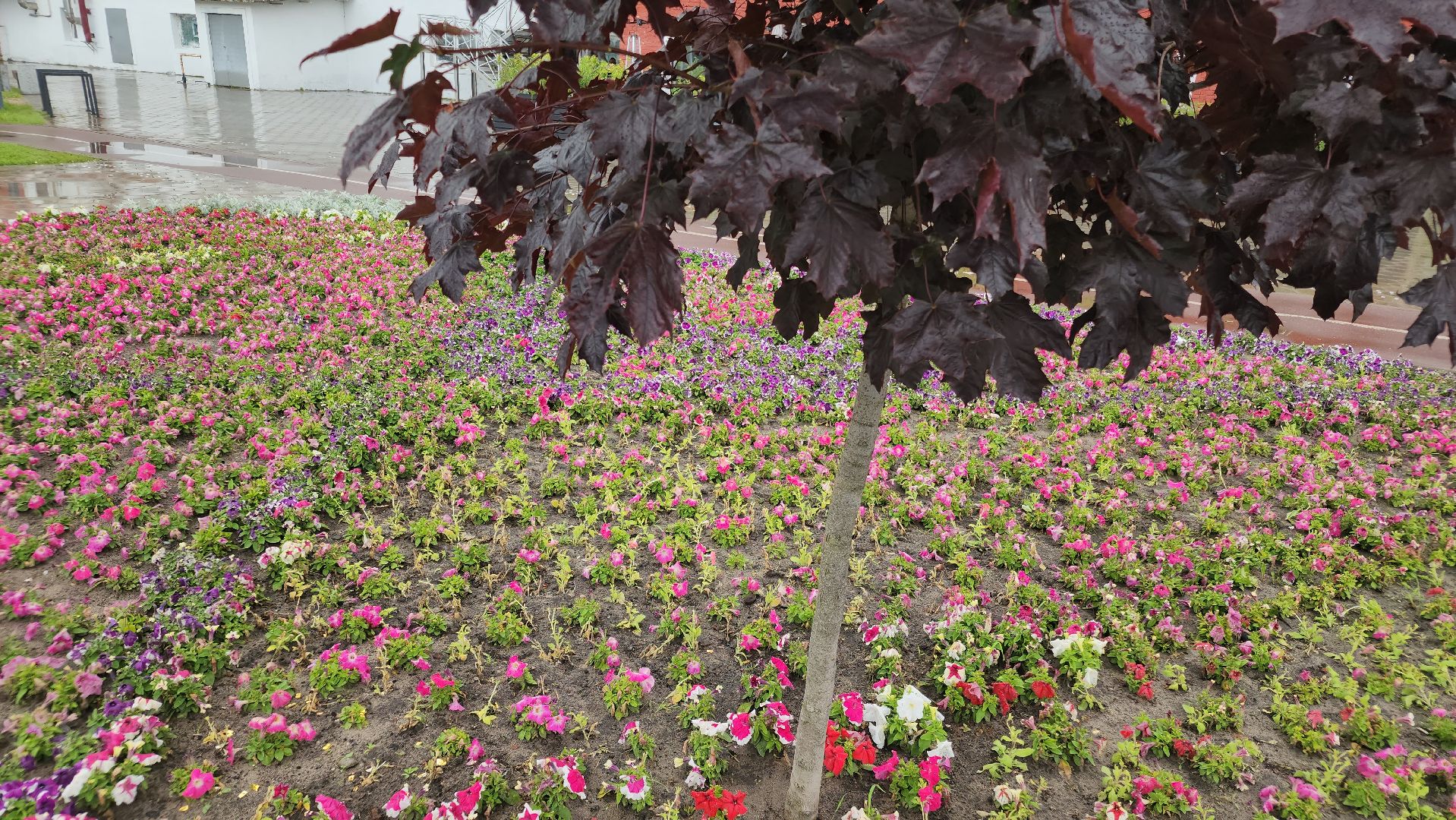 клумбы, цветы, орехово-зуевский округ, благоустройство 2025,