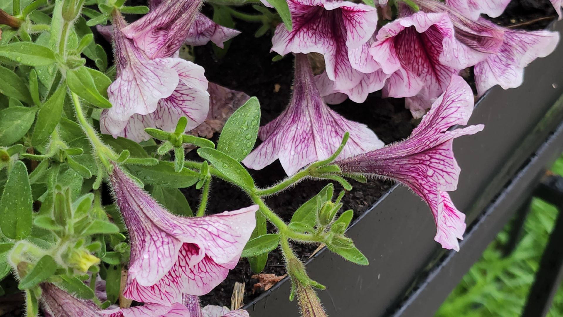 клумбы, цветы, орехово-зуевский округ, благоустройство 2025,