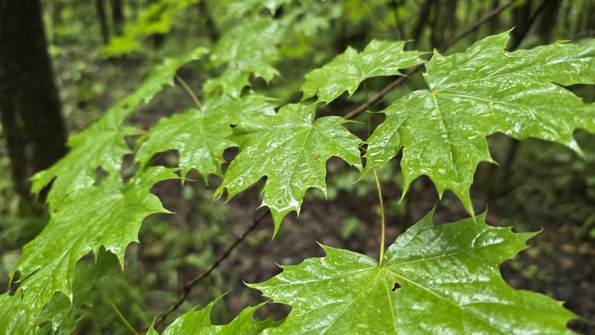 Коломна, лес, санитарная вырубка,