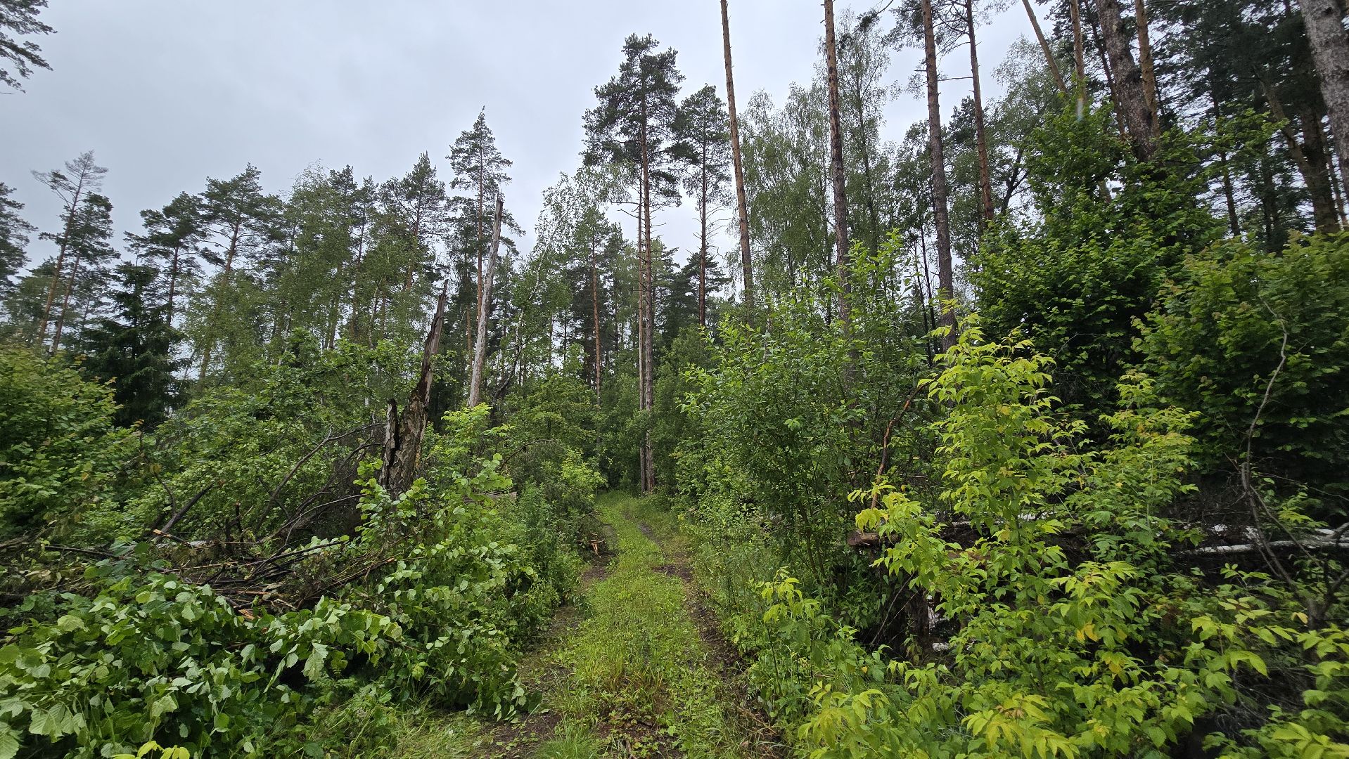 Коломна, лес, санитарная вырубка,