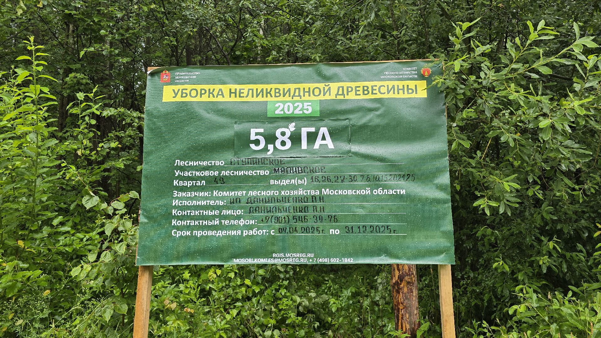 Коломна, лес, санитарная вырубка,