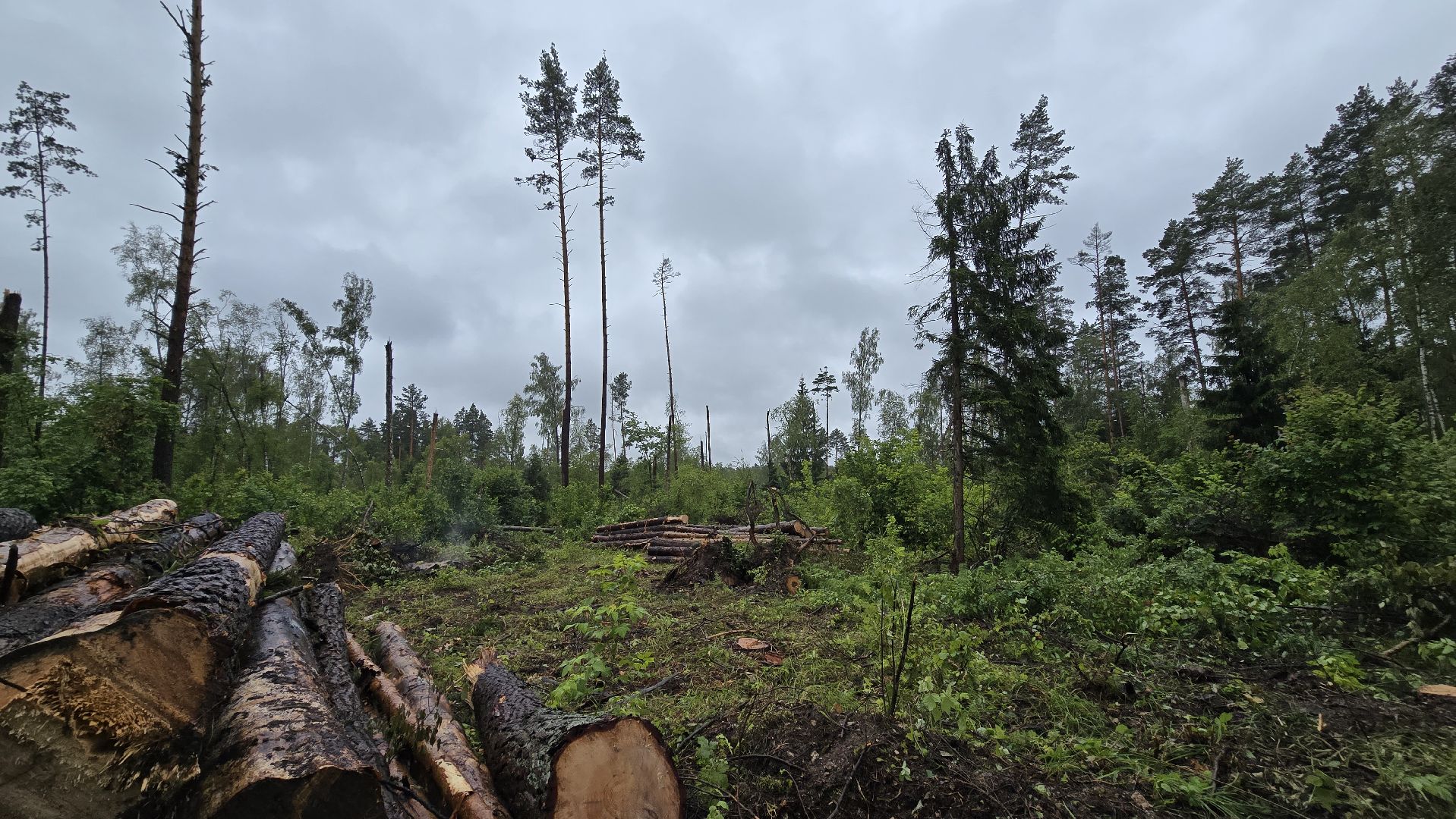 Коломна, лес, санитарная вырубка,