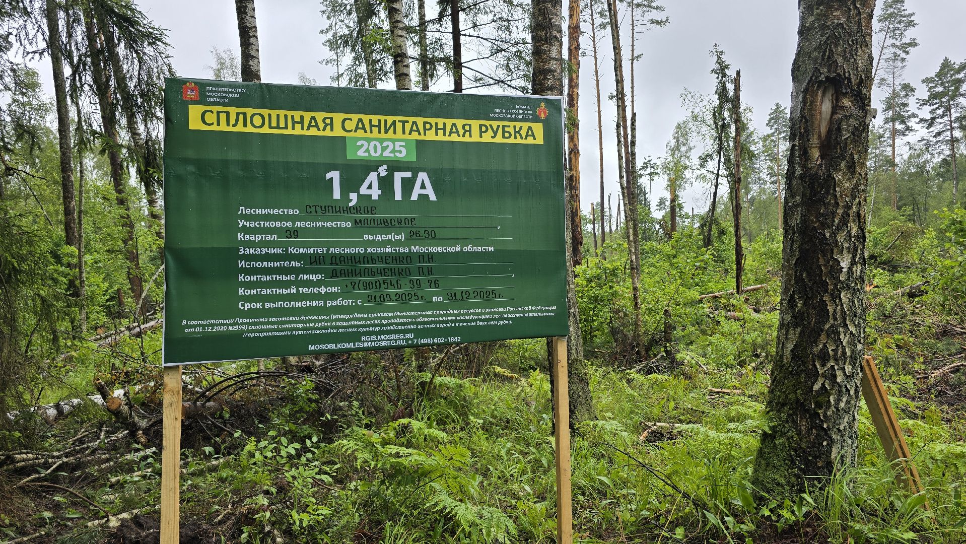 Коломна, лес, санитарная вырубка,