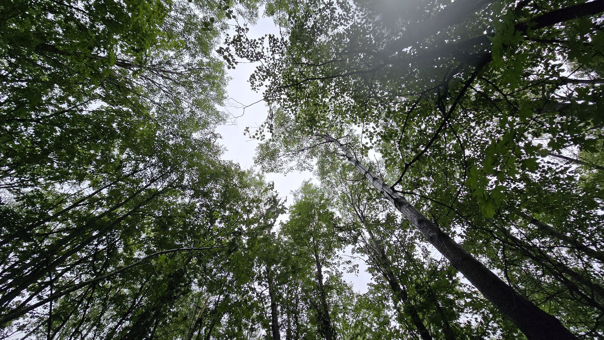 Коломна, лес, санитарная вырубка,