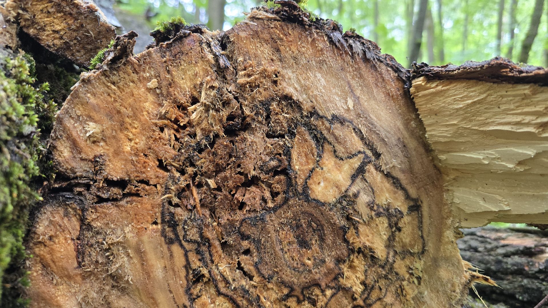 Коломна, лес, санитарная вырубка,