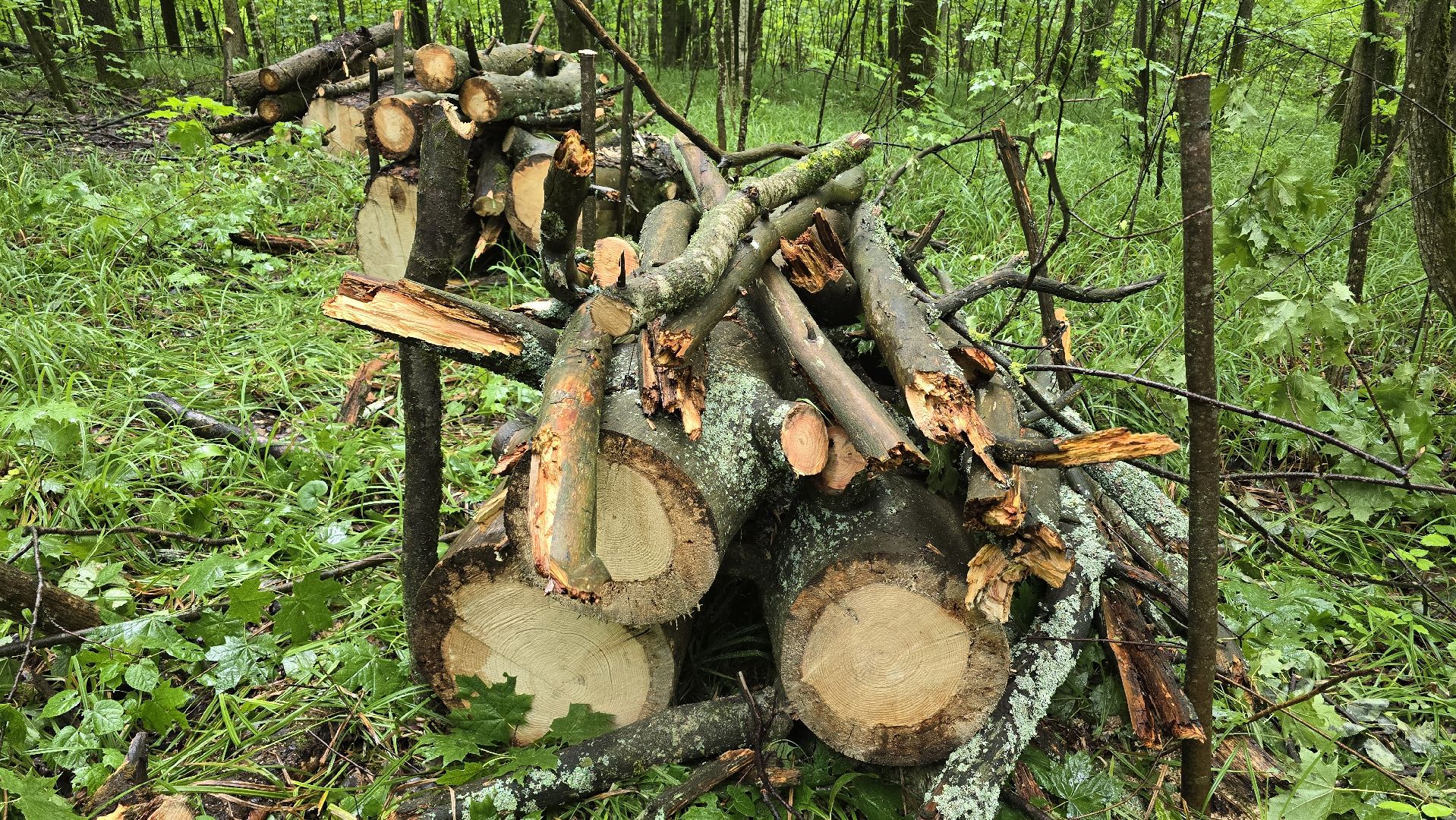 Коломна, лес, санитарная вырубка,