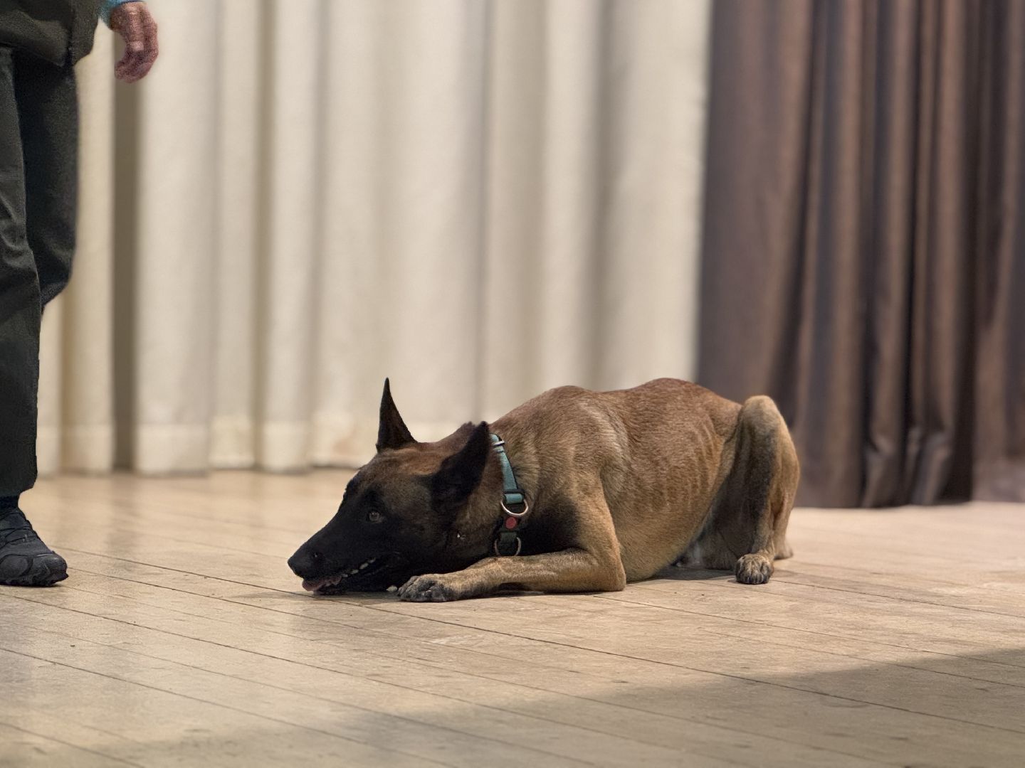 международный день собак, Балашиха, Университет Вернадского Балашиха, кинологический центр Балашиха,