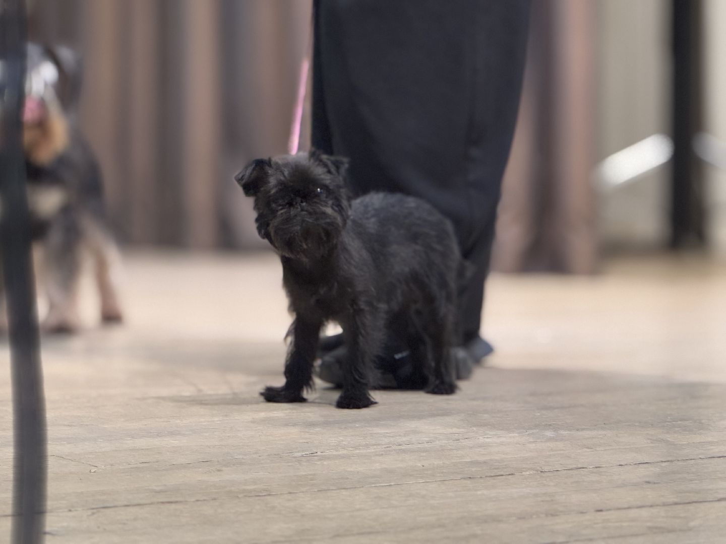 международный день собак, Балашиха, Университет Вернадского Балашиха, кинологический центр Балашиха,