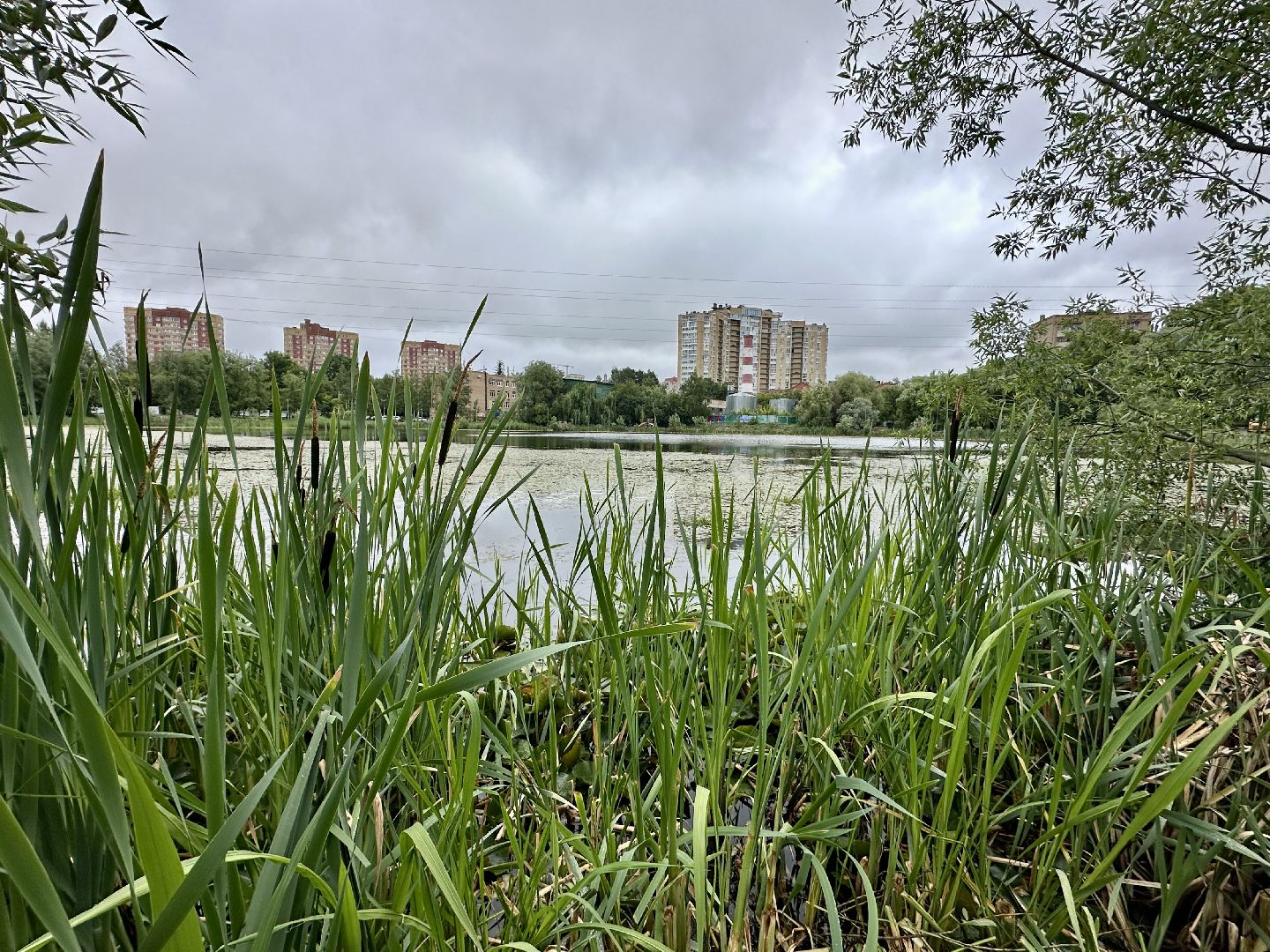 пушкино, благоустройство, озеро Травинское,