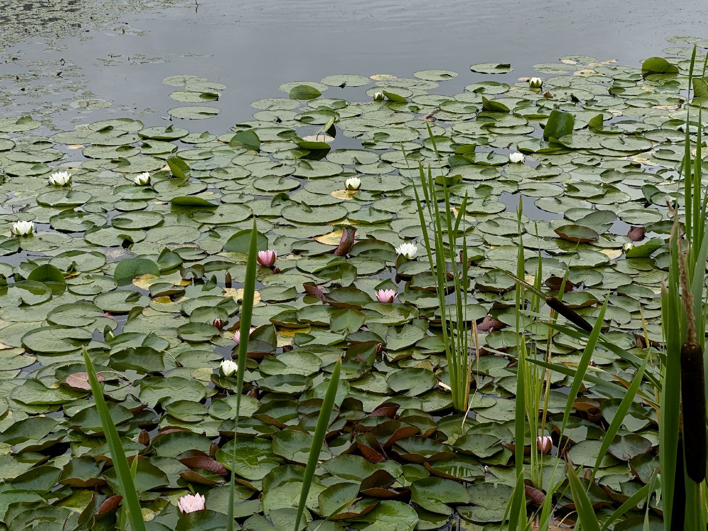 пушкино, благоустройство, озеро Травинское,