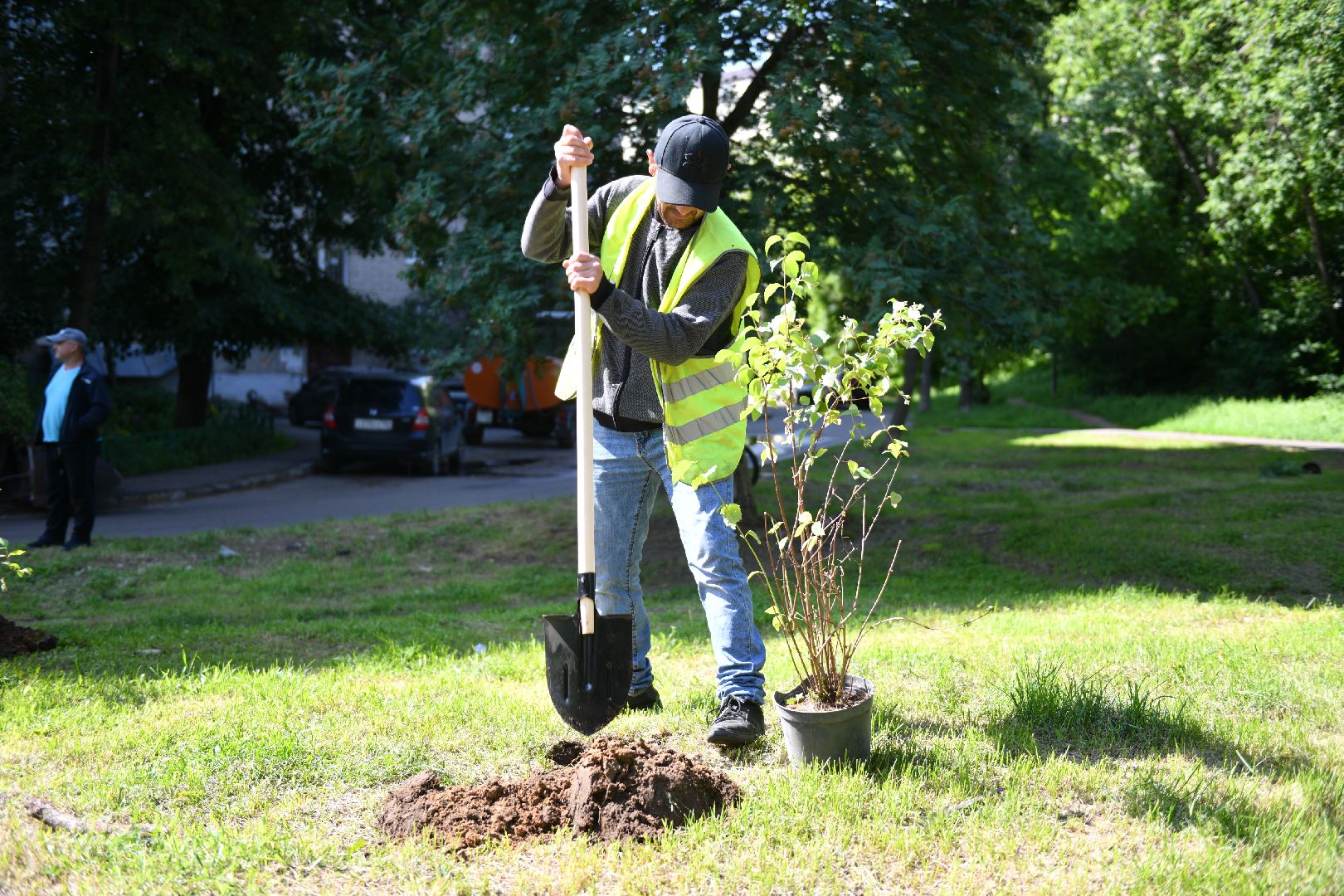 благоустройство, высадка деревьев, лыткарино, жкх,