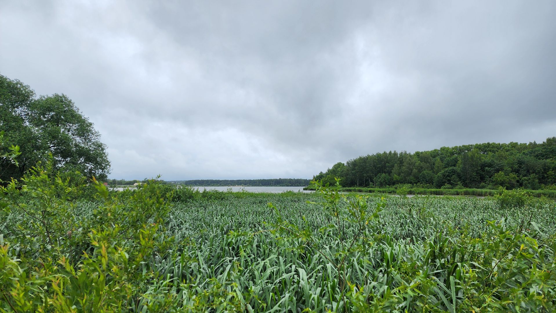 солнечногорск, лиза алерт, поиск людей, дети и подростки, лето,