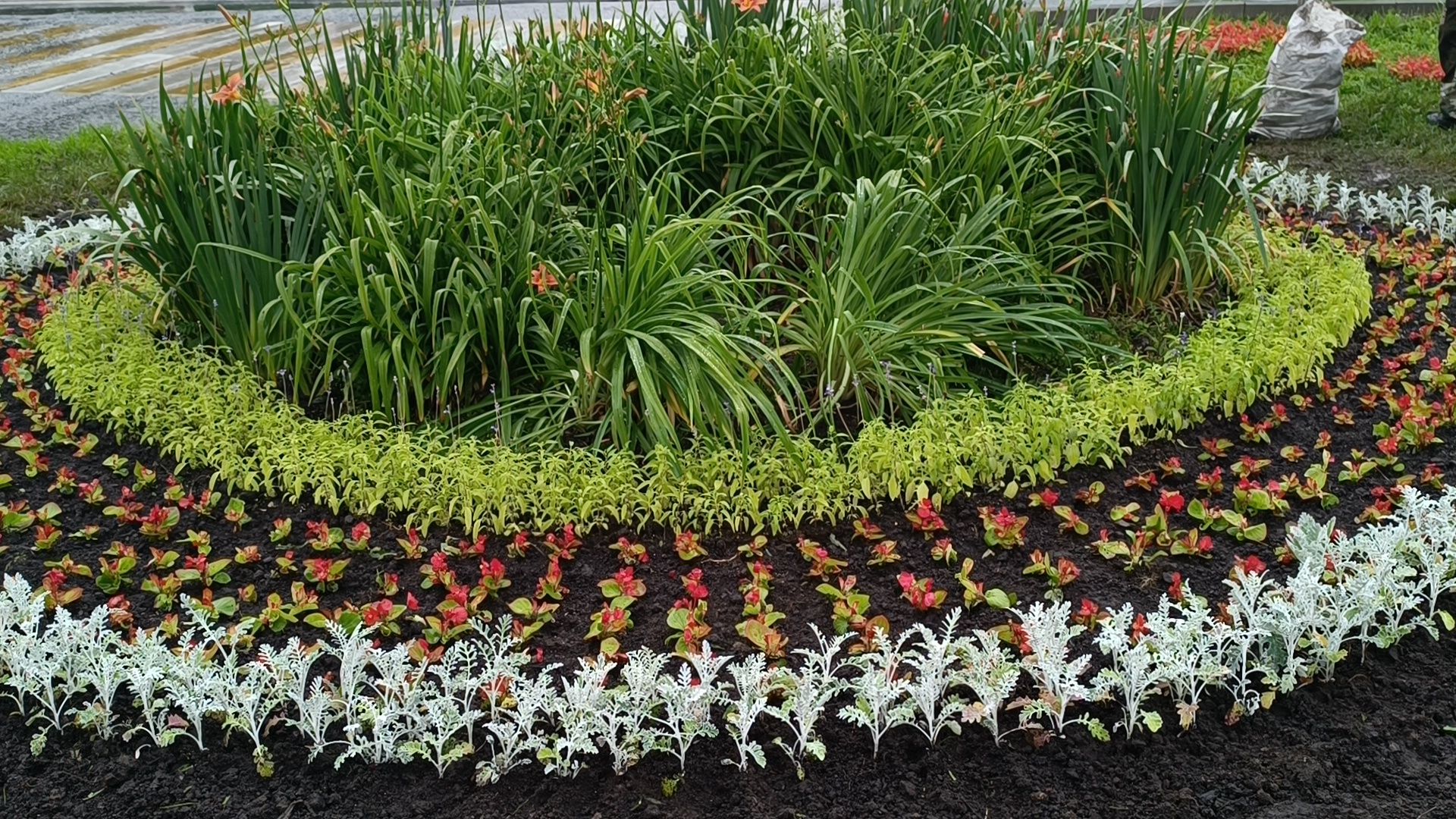 цветы, озеленение, лобня,