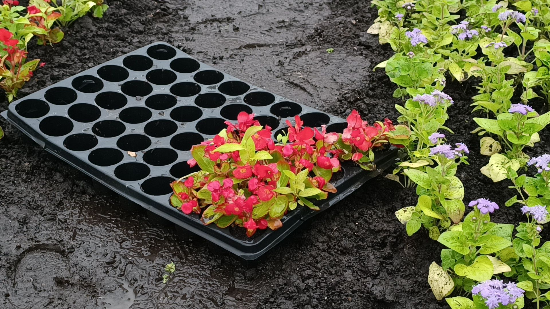 цветы, озеленение, лобня,