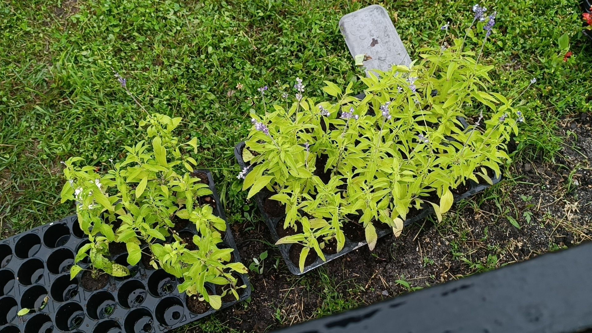 цветы, озеленение, лобня,