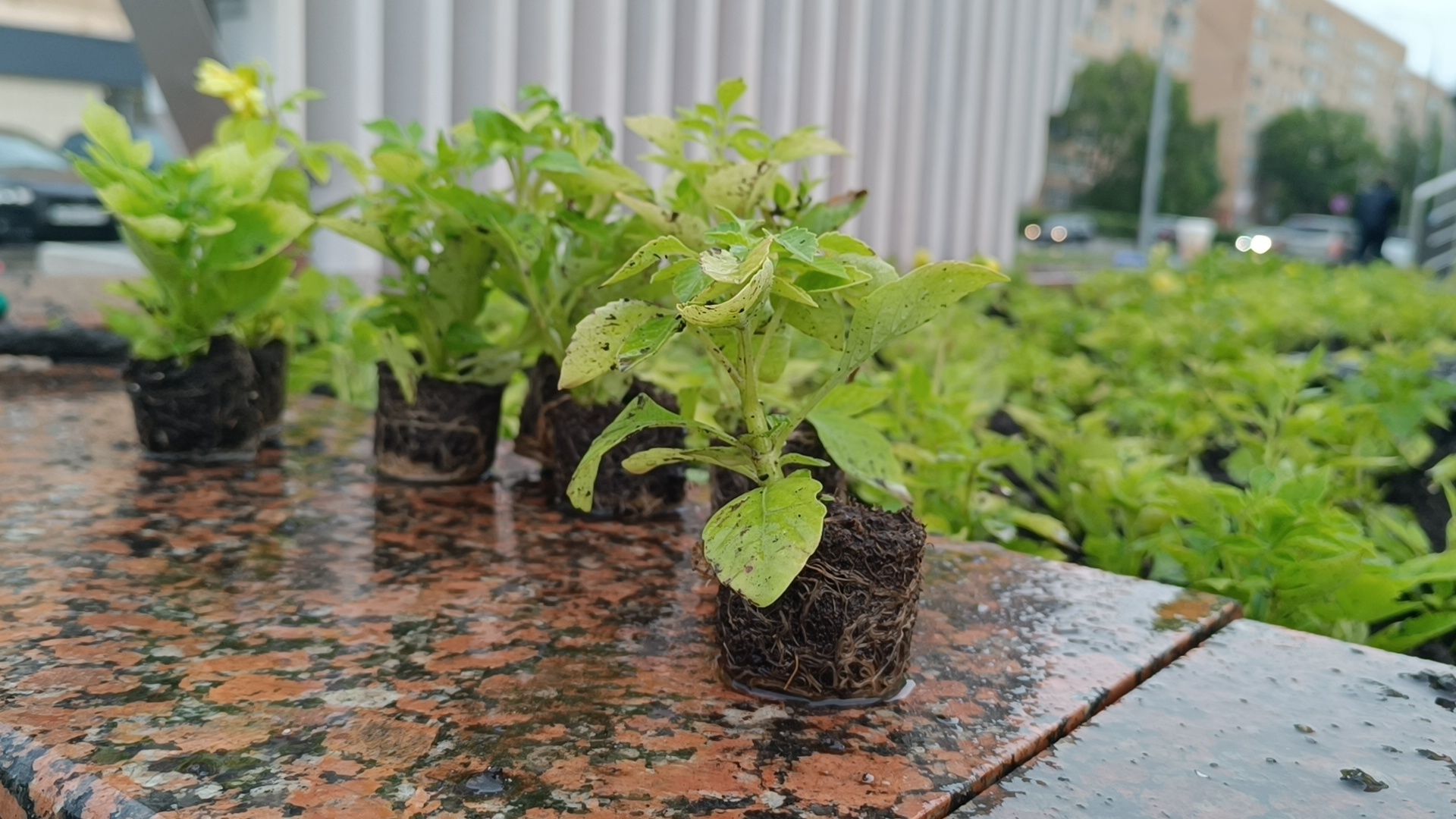 цветы, озеленение, лобня,