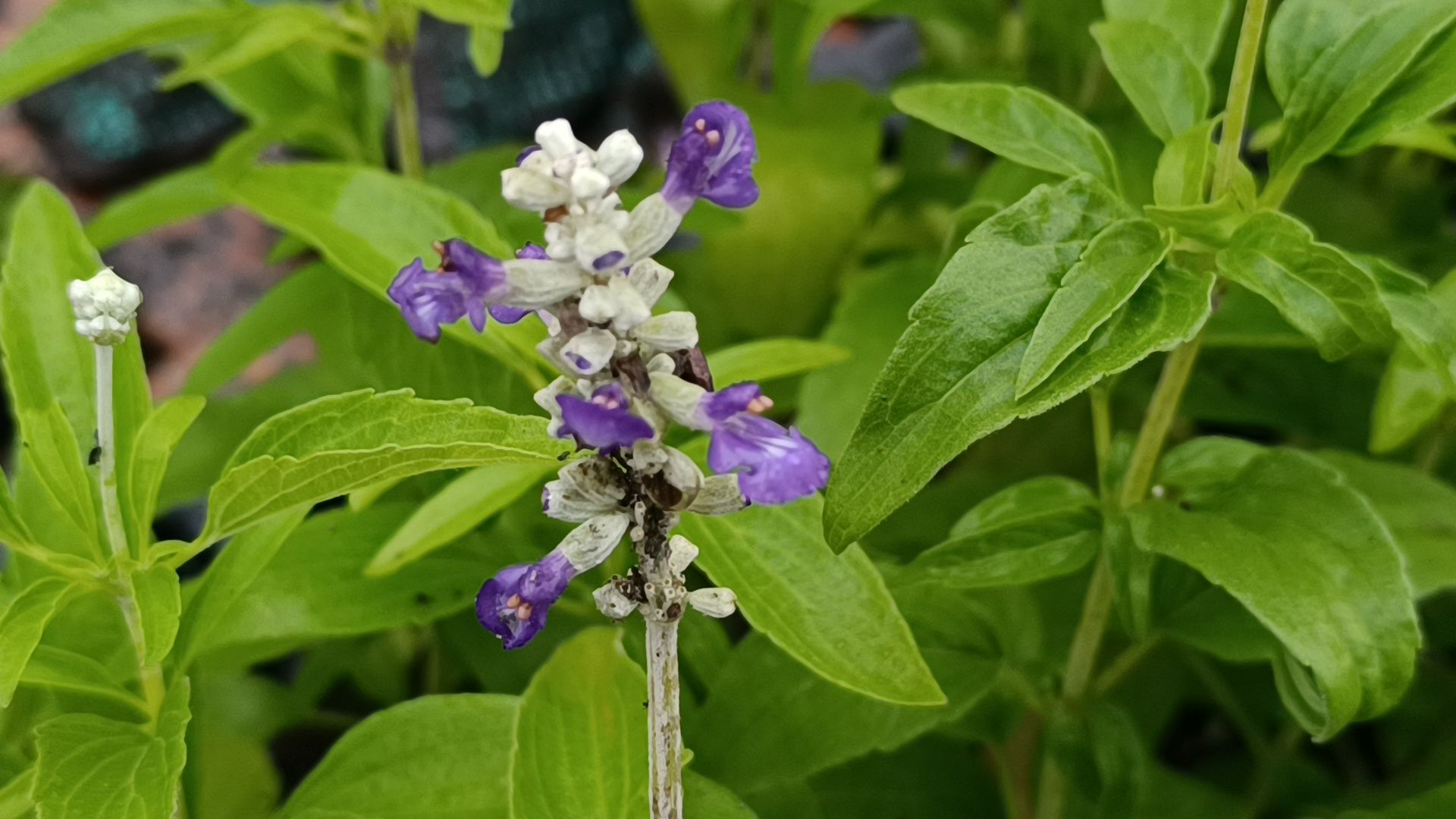 цветы, озеленение, лобня,