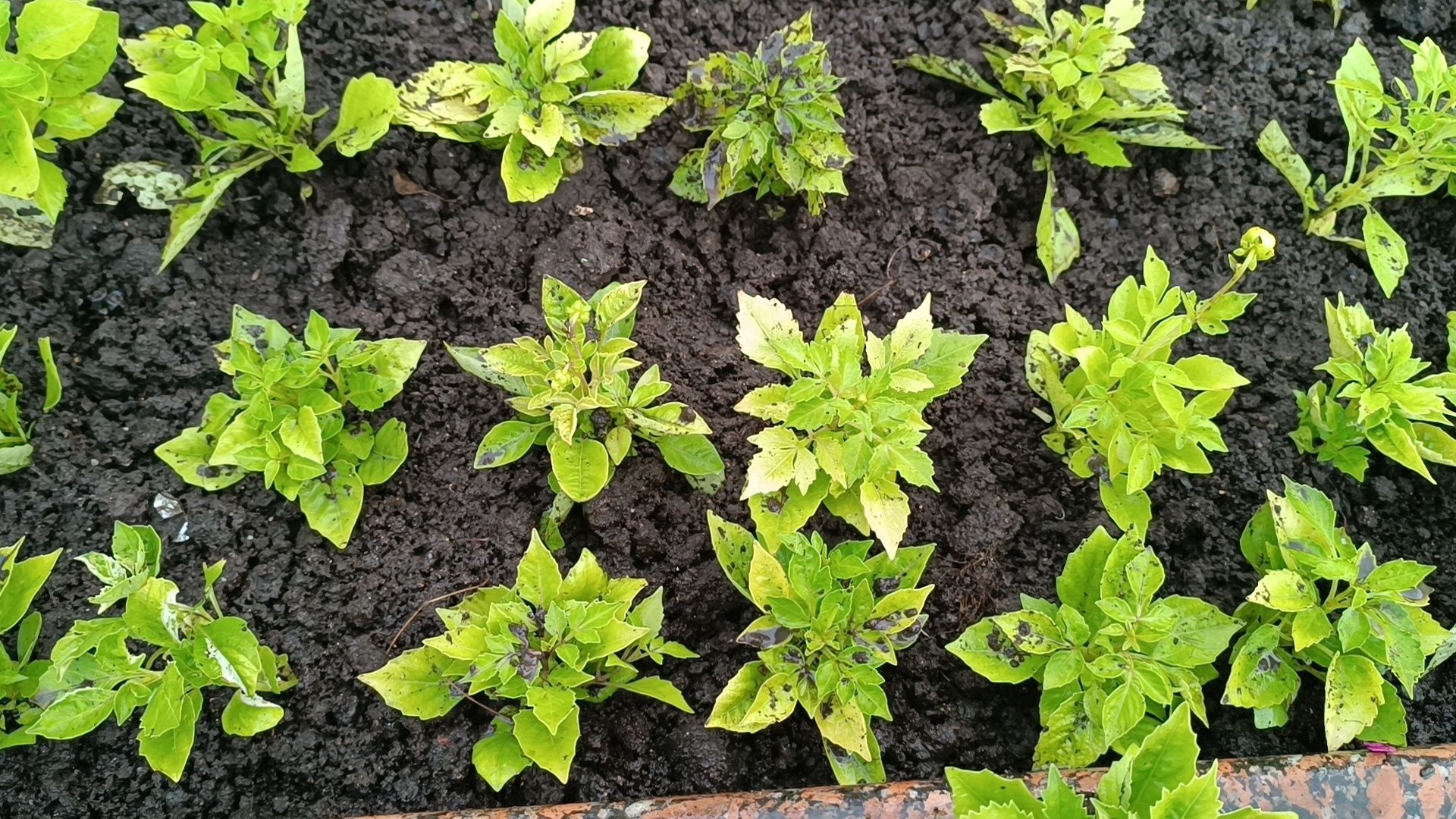 цветы, озеленение, лобня,