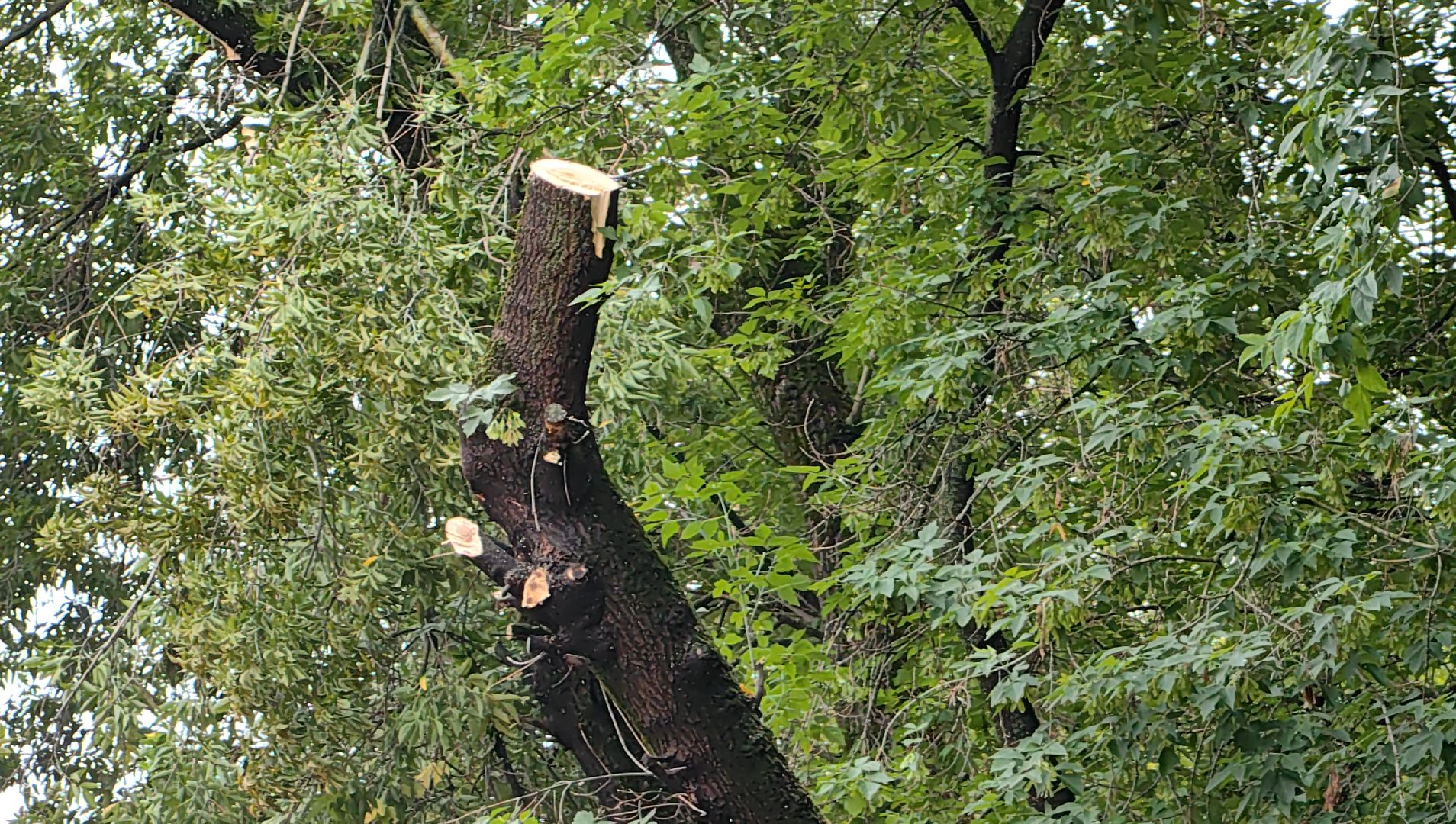 опил деревьев, кран, бригада, дорога, безопасность,