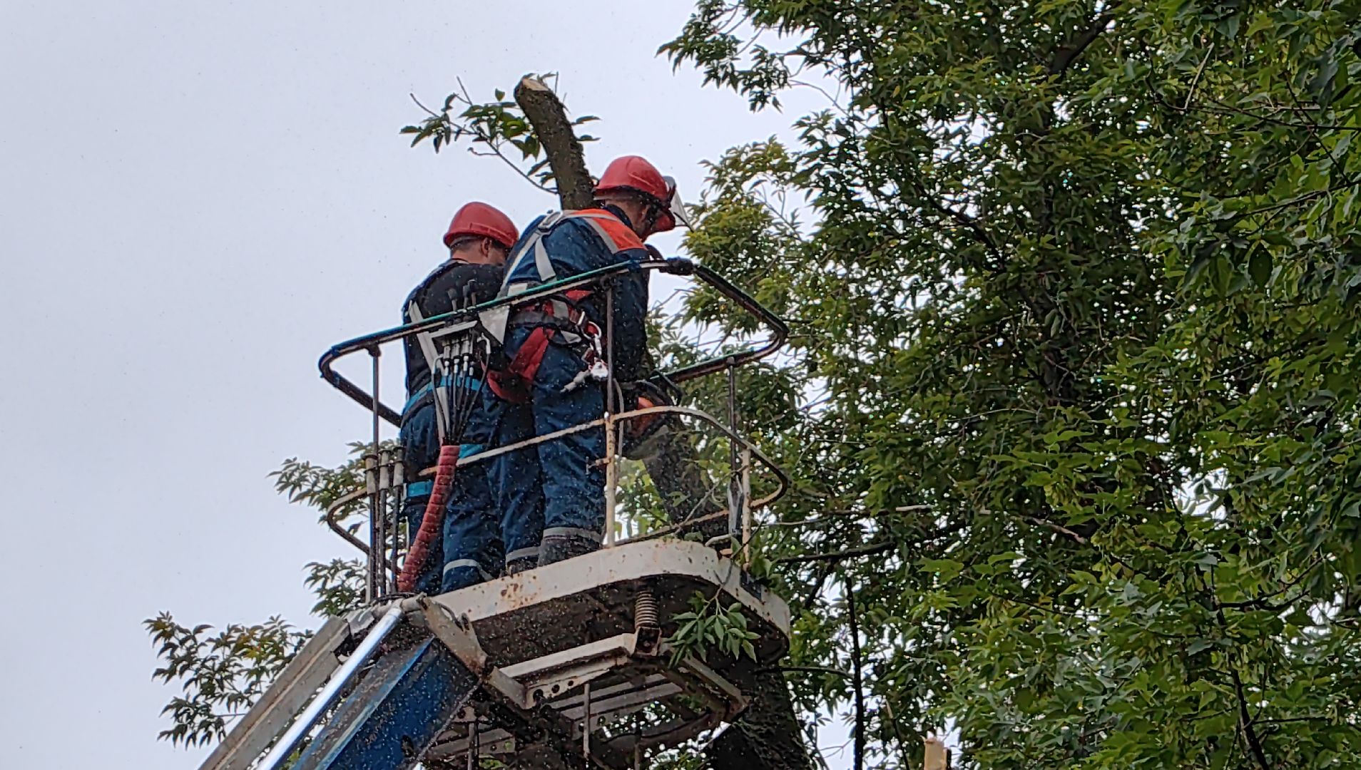 опил деревьев, кран, бригада, дорога, безопасность,
