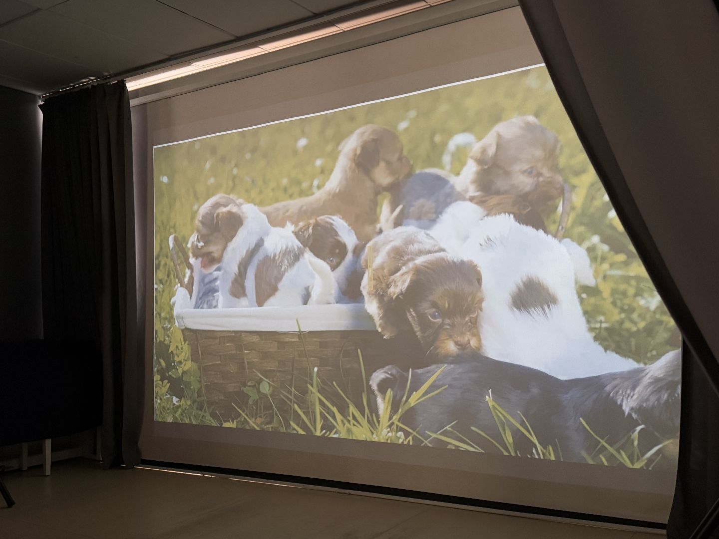 Международный день собак, Одинцовская библиотека 1, Кинологи Одинцова,