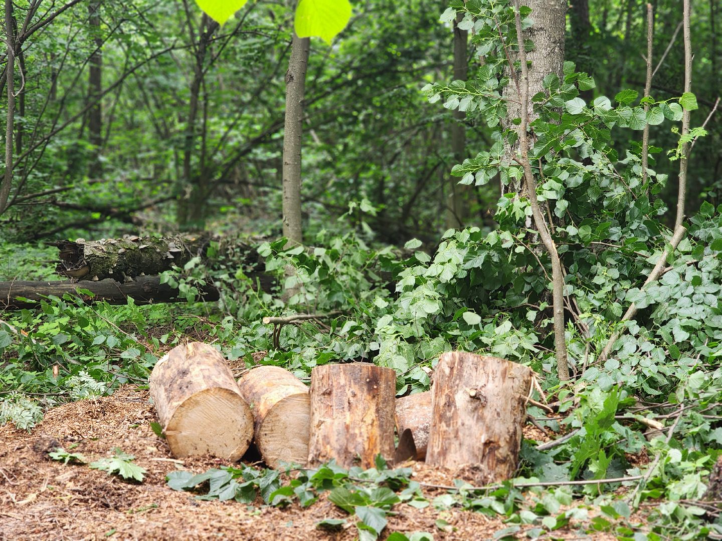 королёв,  благоустройство парка, парк папанинская дача,