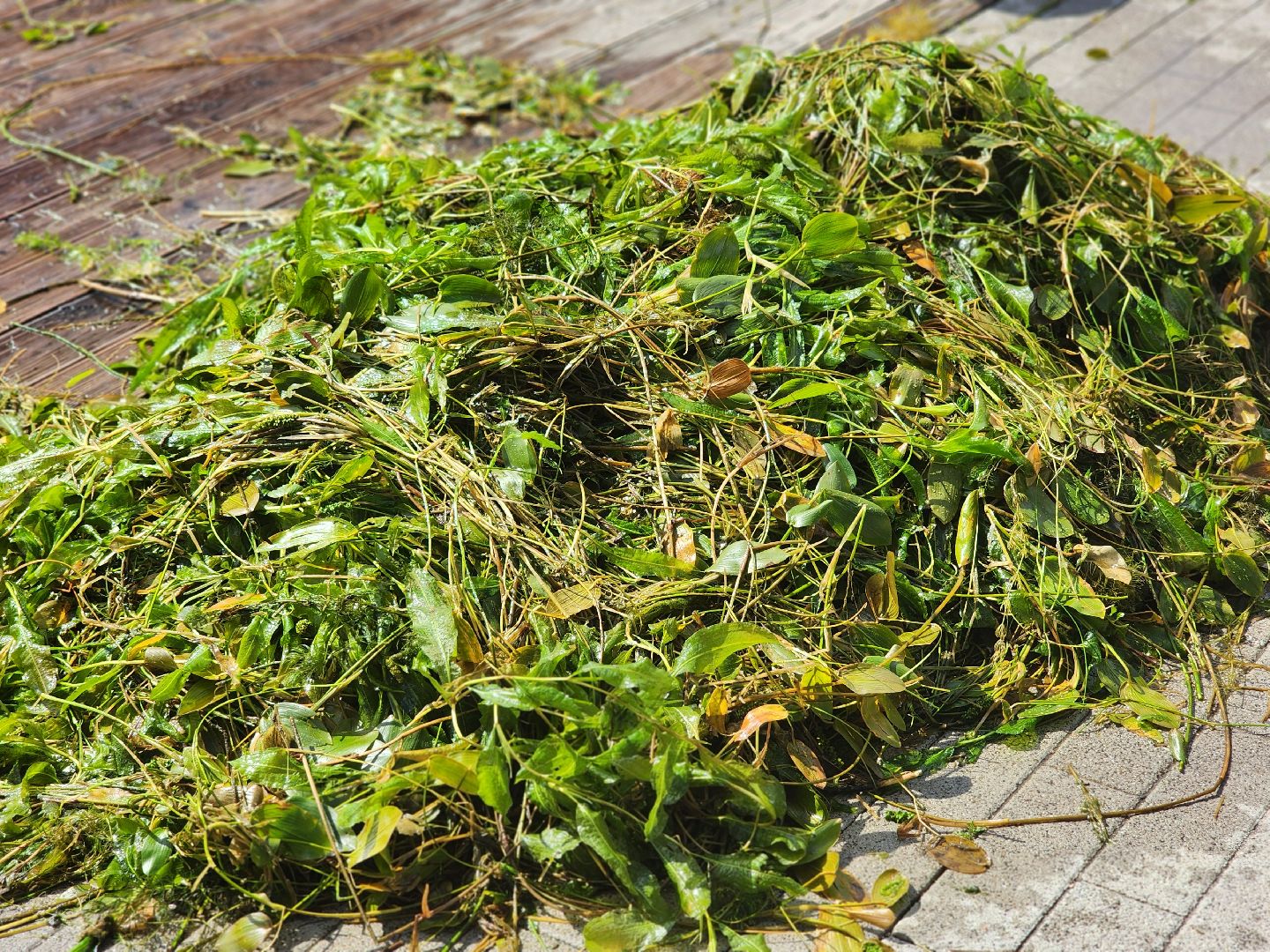 королёв, экоакция, благоустройство , сквер героев курсантов, микрорайон юбилейный,