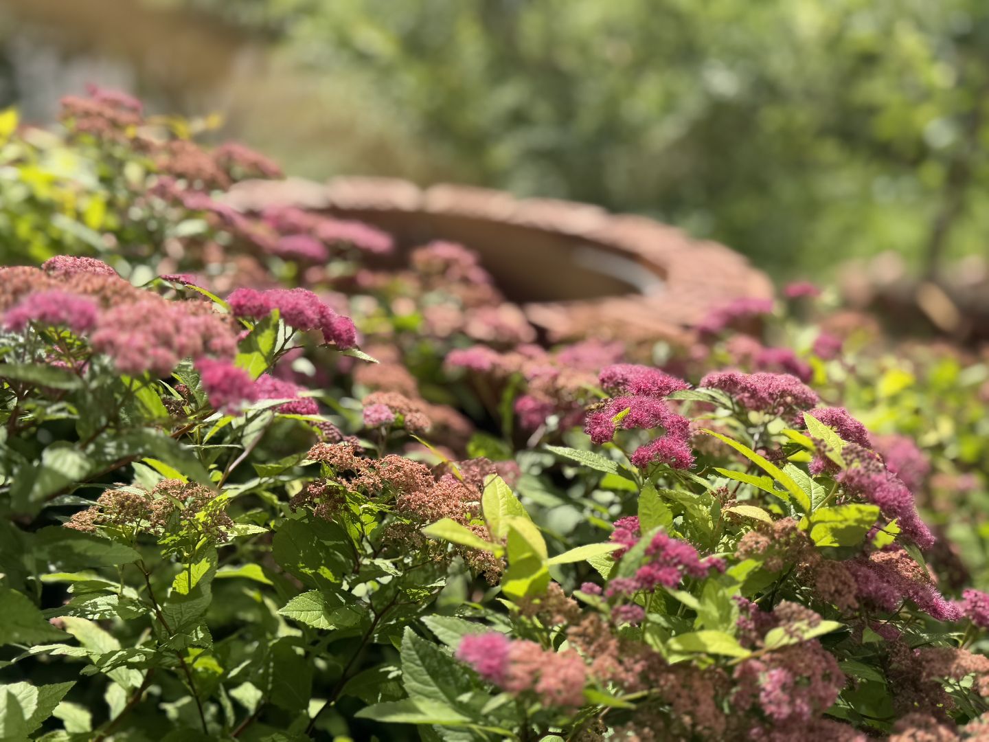 балашиха, двор-оранжерея, заречная улица,