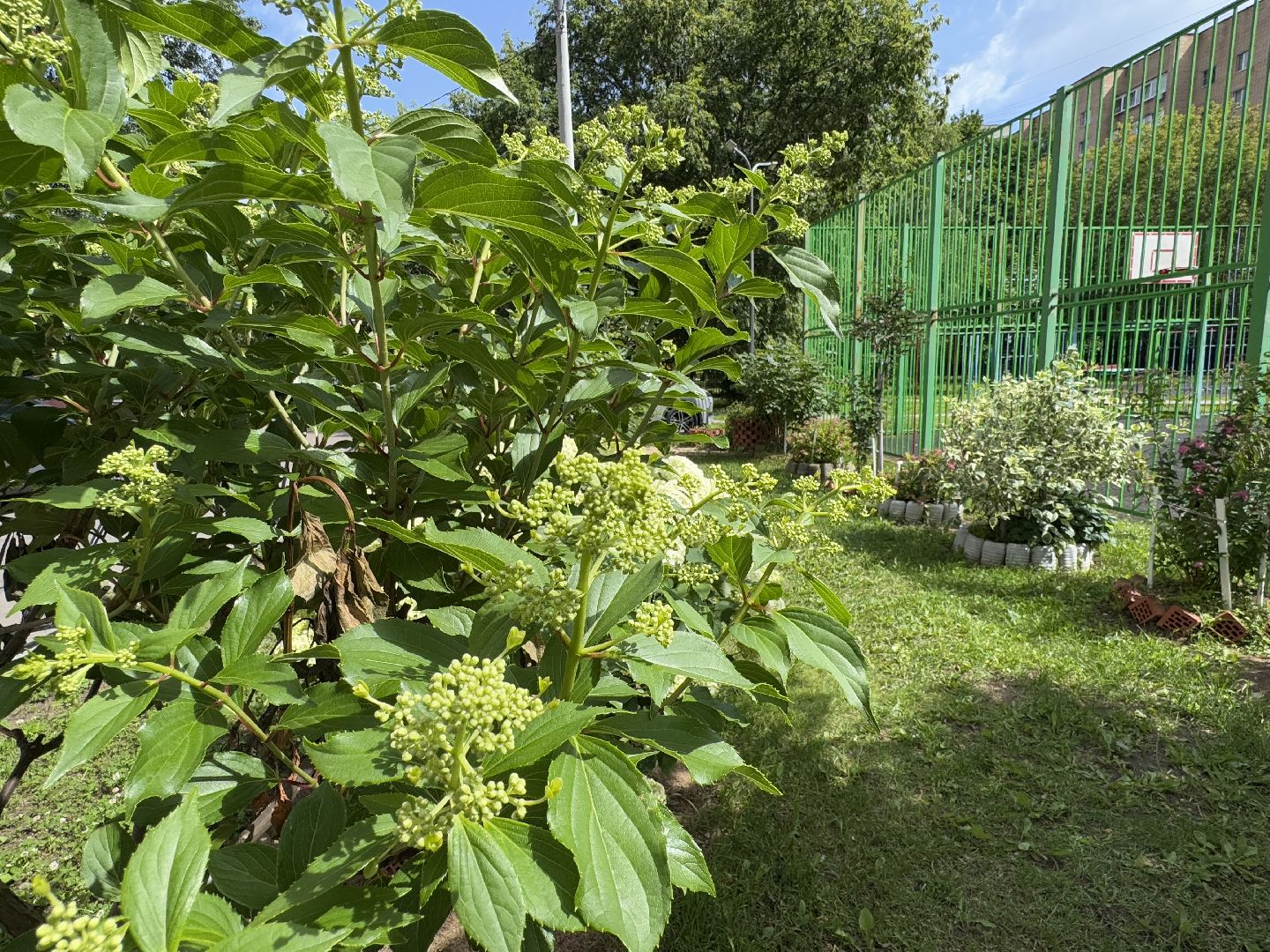 балашиха, двор-оранжерея, заречная улица,