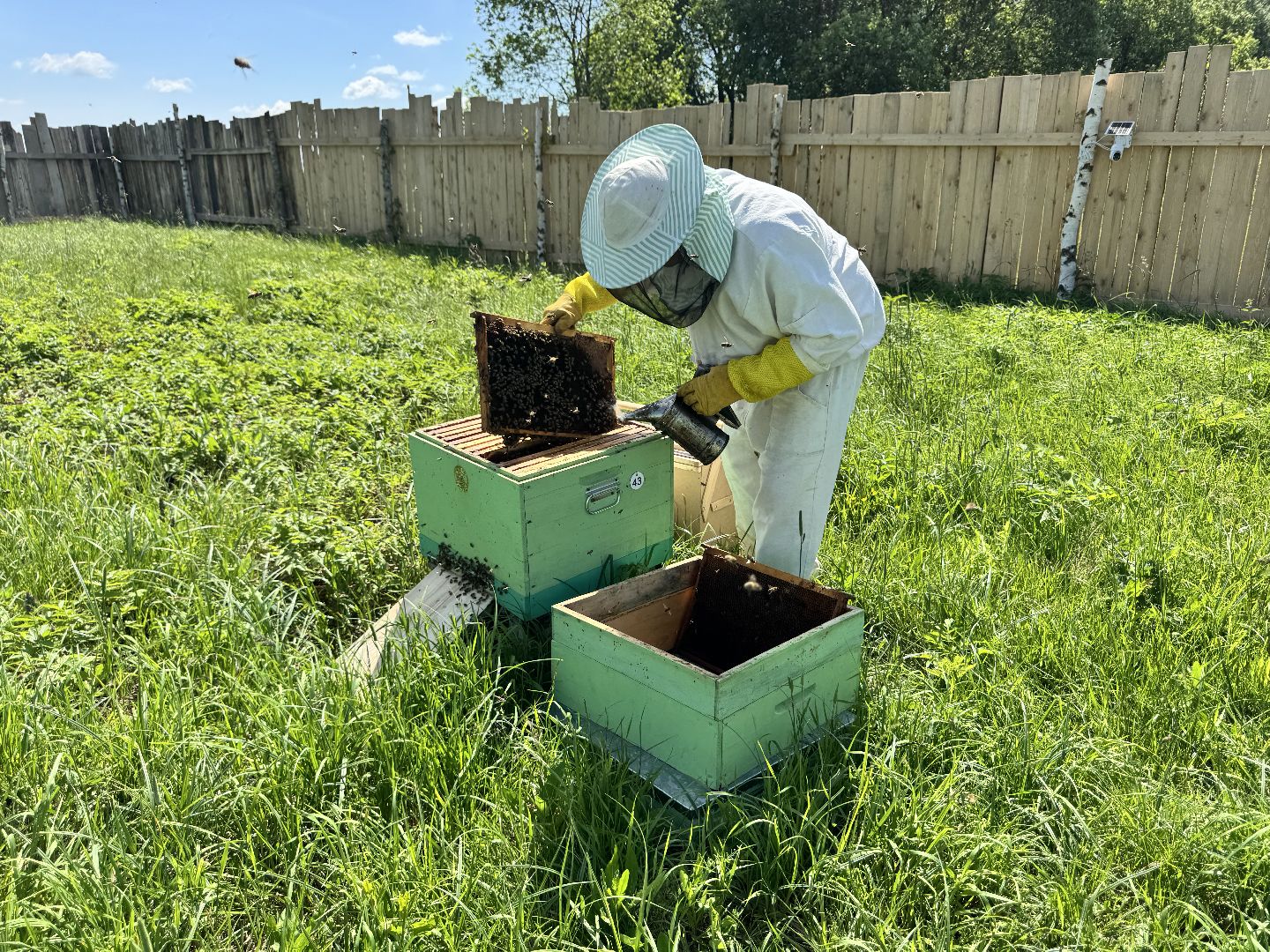 шаховская, пасека, пчеловод, пчелы,
