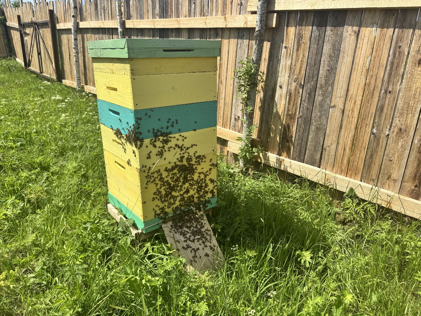 шаховская, пасека, пчеловод, пчелы,