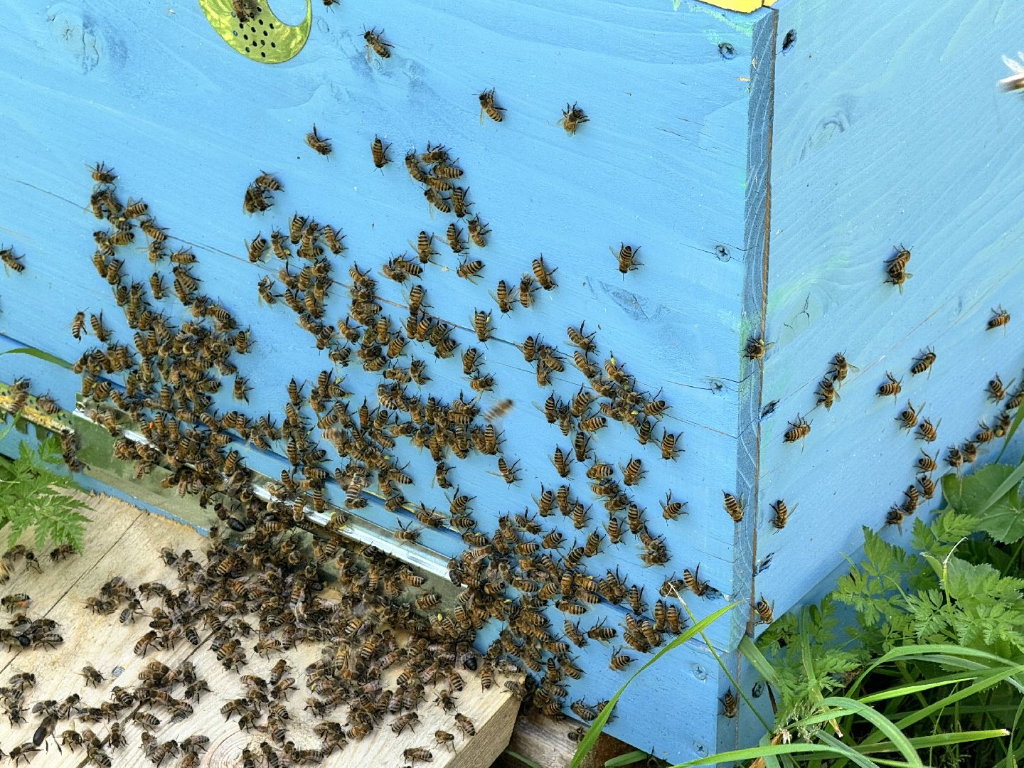 шаховская, пасека, пчеловод, пчелы,