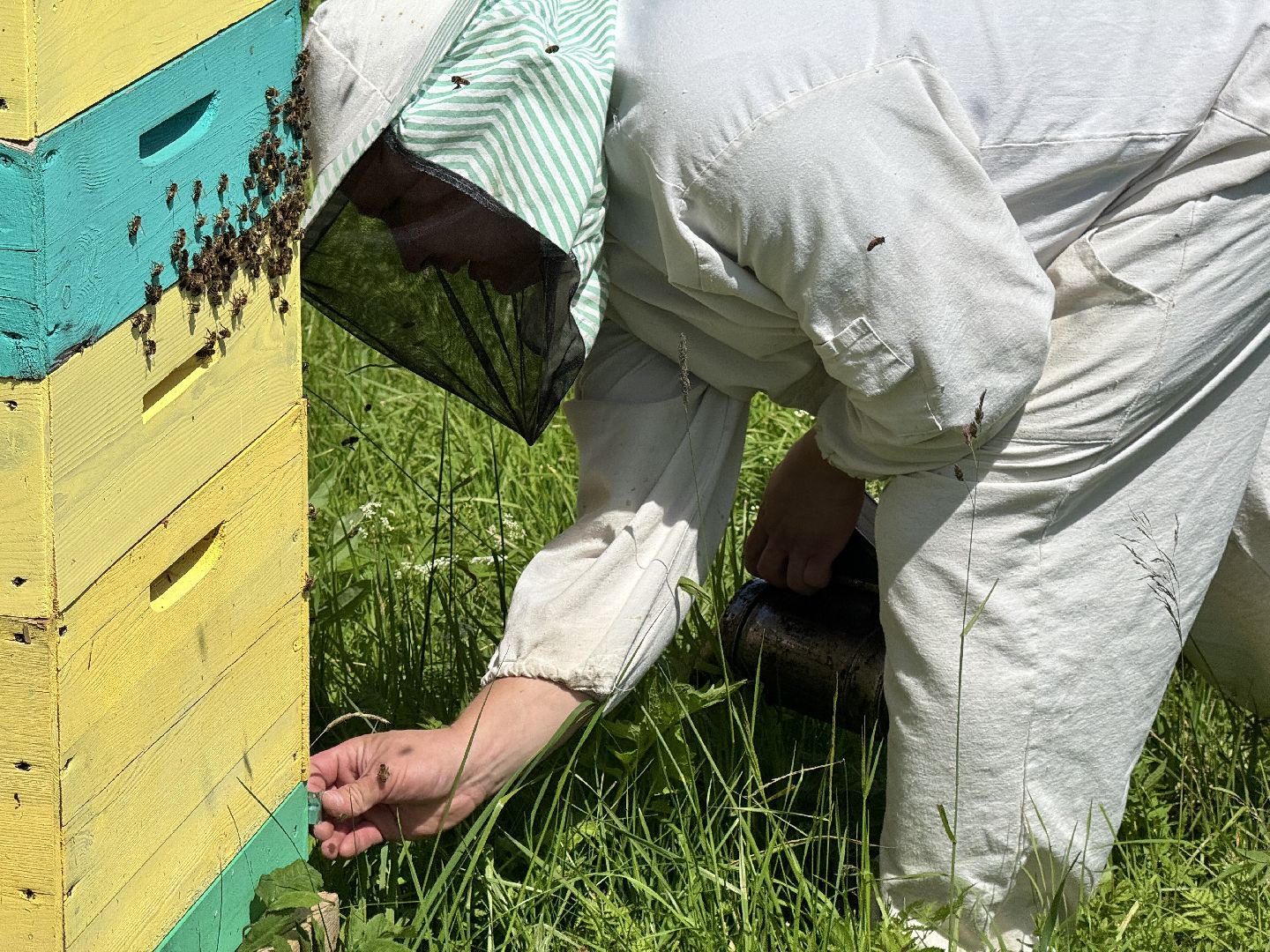 шаховская, пасека, пчеловод, пчелы,