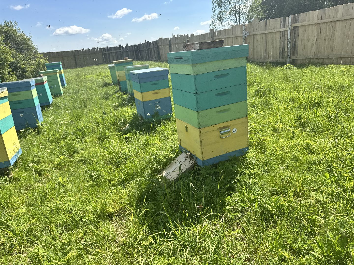 шаховская, пасека, пчеловод, пчелы,