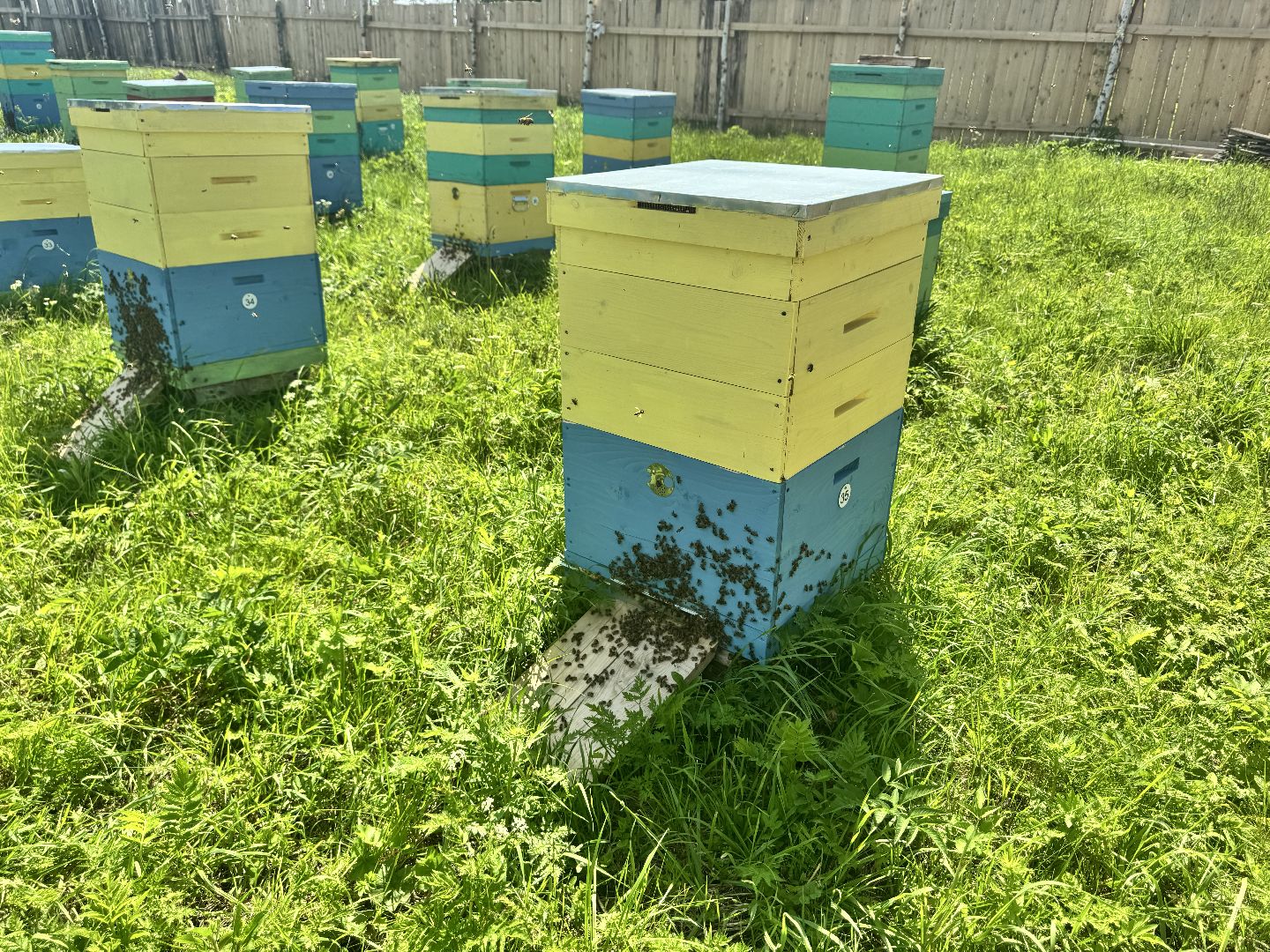 шаховская, пасека, пчеловод, пчелы,