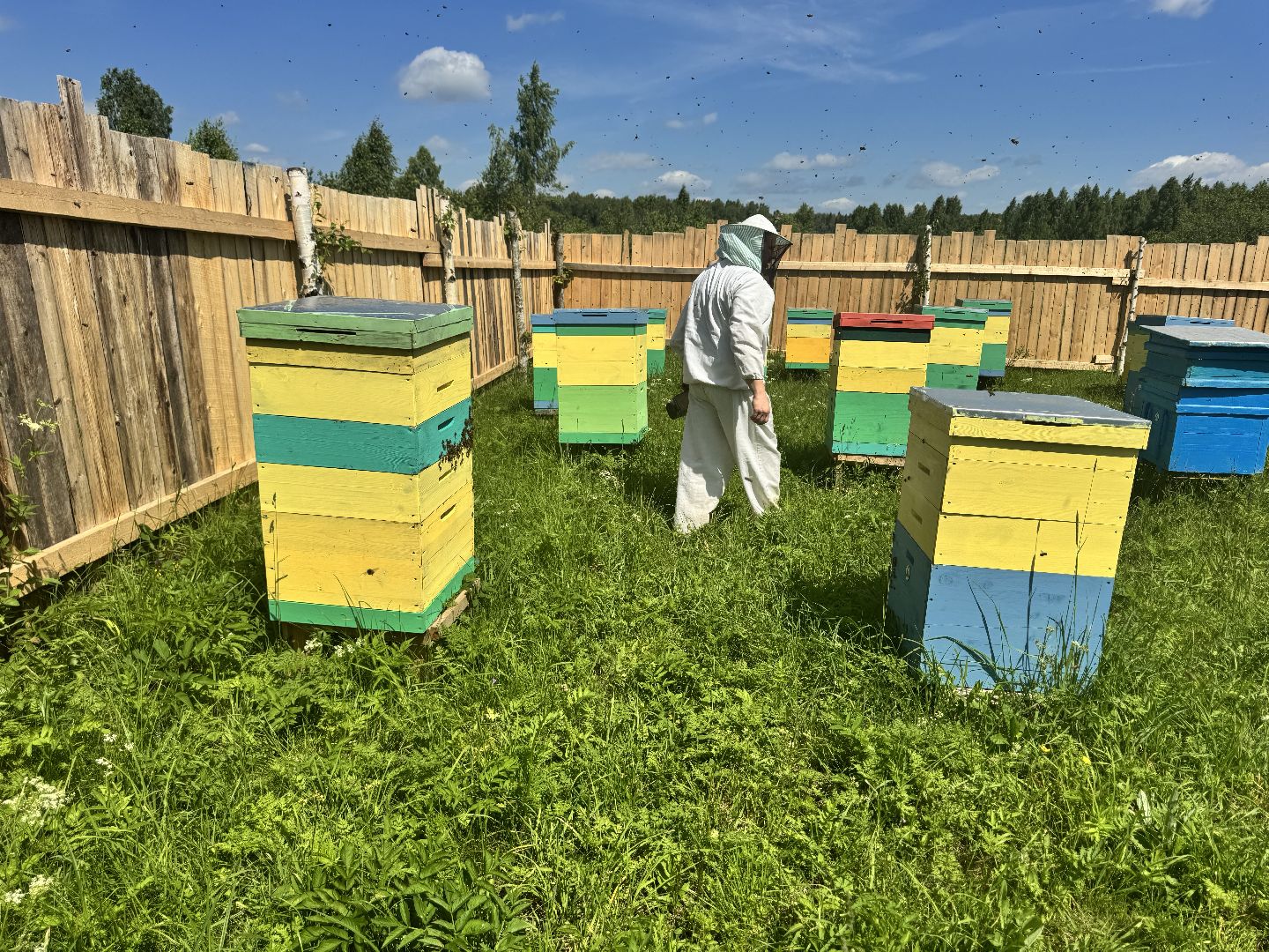 шаховская, пасека, пчеловод, пчелы,