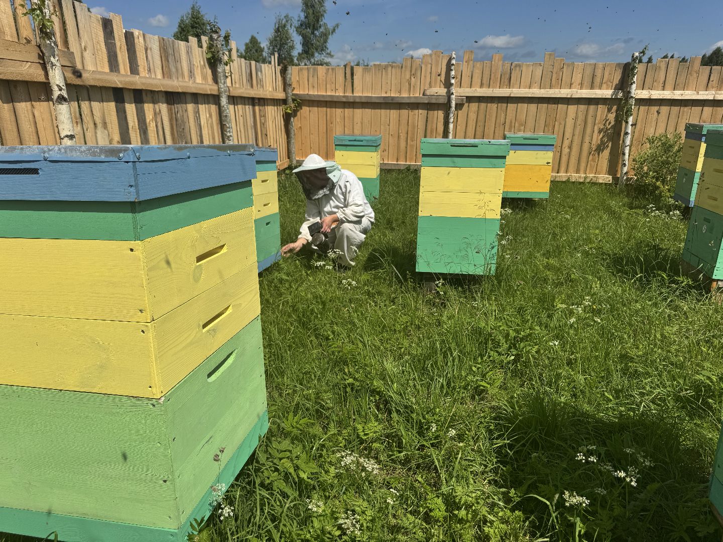 шаховская, пасека, пчеловод, пчелы,